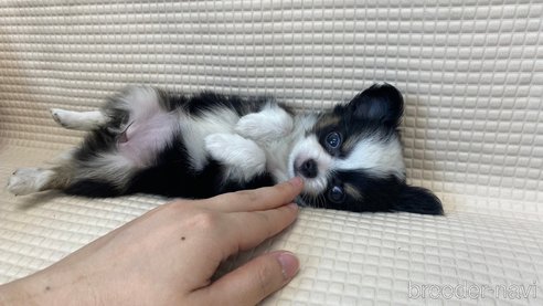 成約済の兵庫県のチワワ(ロングコート)-334043の3枚目